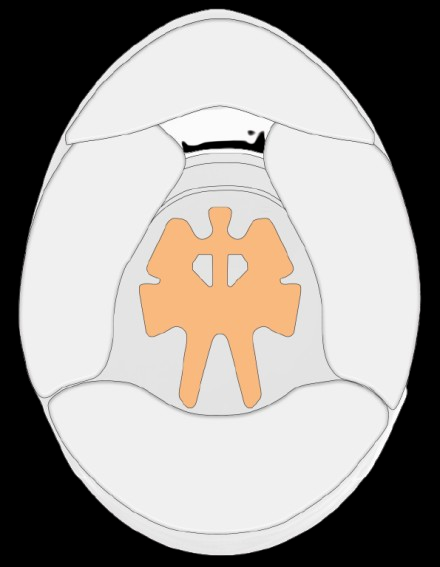 Schuberth Top Crown Pad SF4 ABP